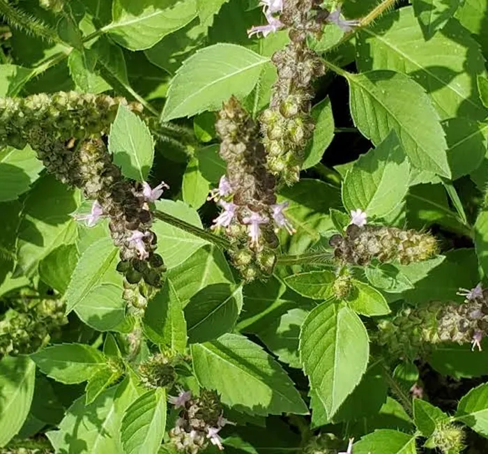 Tulsi (Holy Basil)